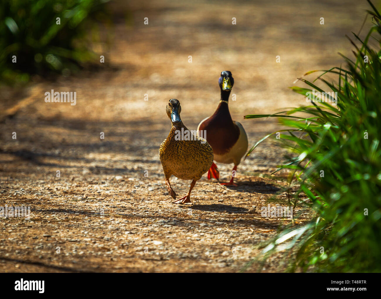 Pair of Mallard ducks walking down a path Stock Photo