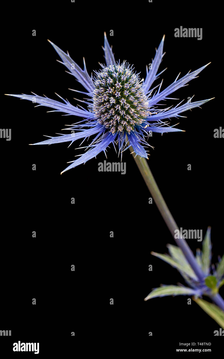 Eryngium zabelii flower (Sea Holly, or Big Blue) with black background for copy space. Stock Photo