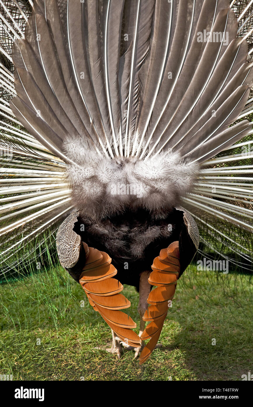 A displaying peacock from behind - the natural pose adopted for most photographers. Stock Photo