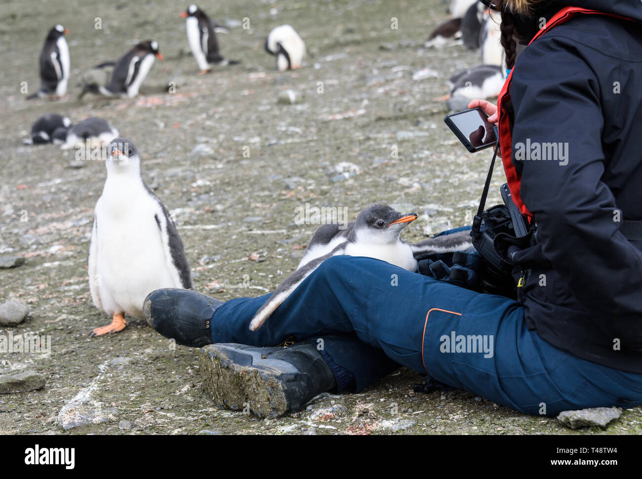 Curious Gentoo penguin chicks with woman videoing on smart phone, South Shetland Islands, Antarctica Stock Photo