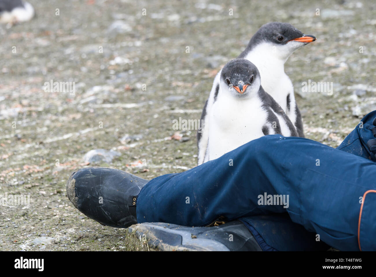 Close up of curious Gentoo penguin chicks with woman’s legs, South Shetland Islands, Antarctica Stock Photo