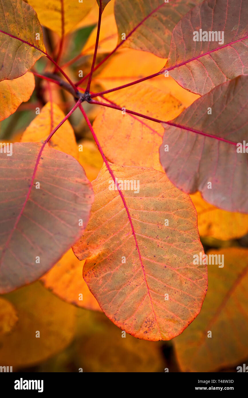 Close-up of Smoke Tree leaves,in Autumn UK Stock Photo