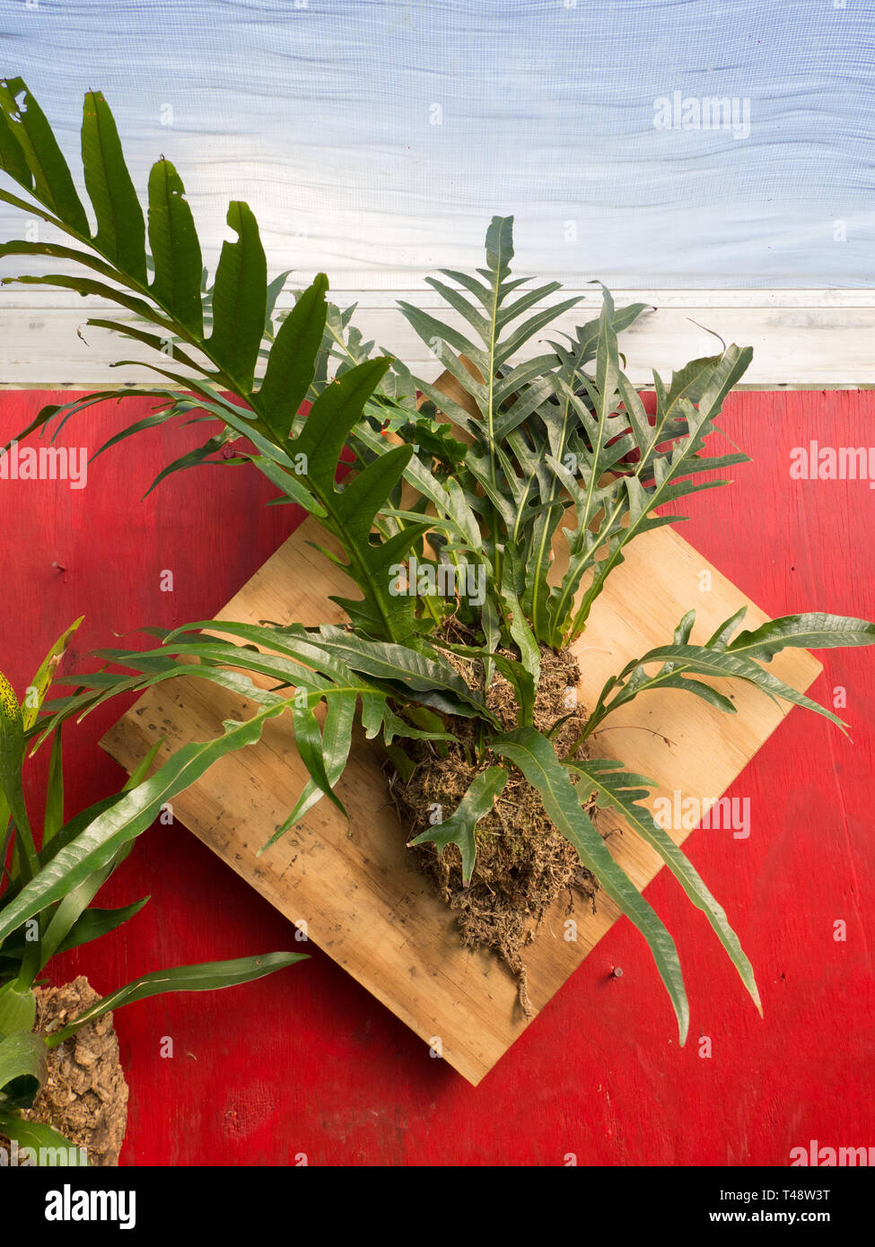 Staghorn fern hi-res stock photography and images - Alamy