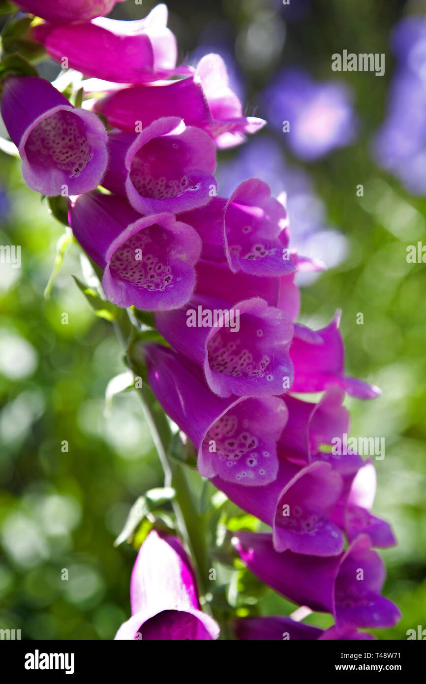 Soft purple colours of a wild foxglove plant wit diffuse green background. Stock Photo
