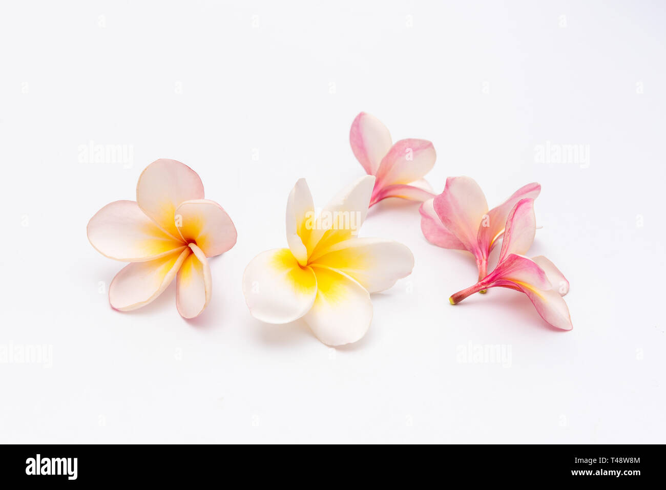 Plumeria or Frangipani Flowers Isolated on white background Stock Photo ...