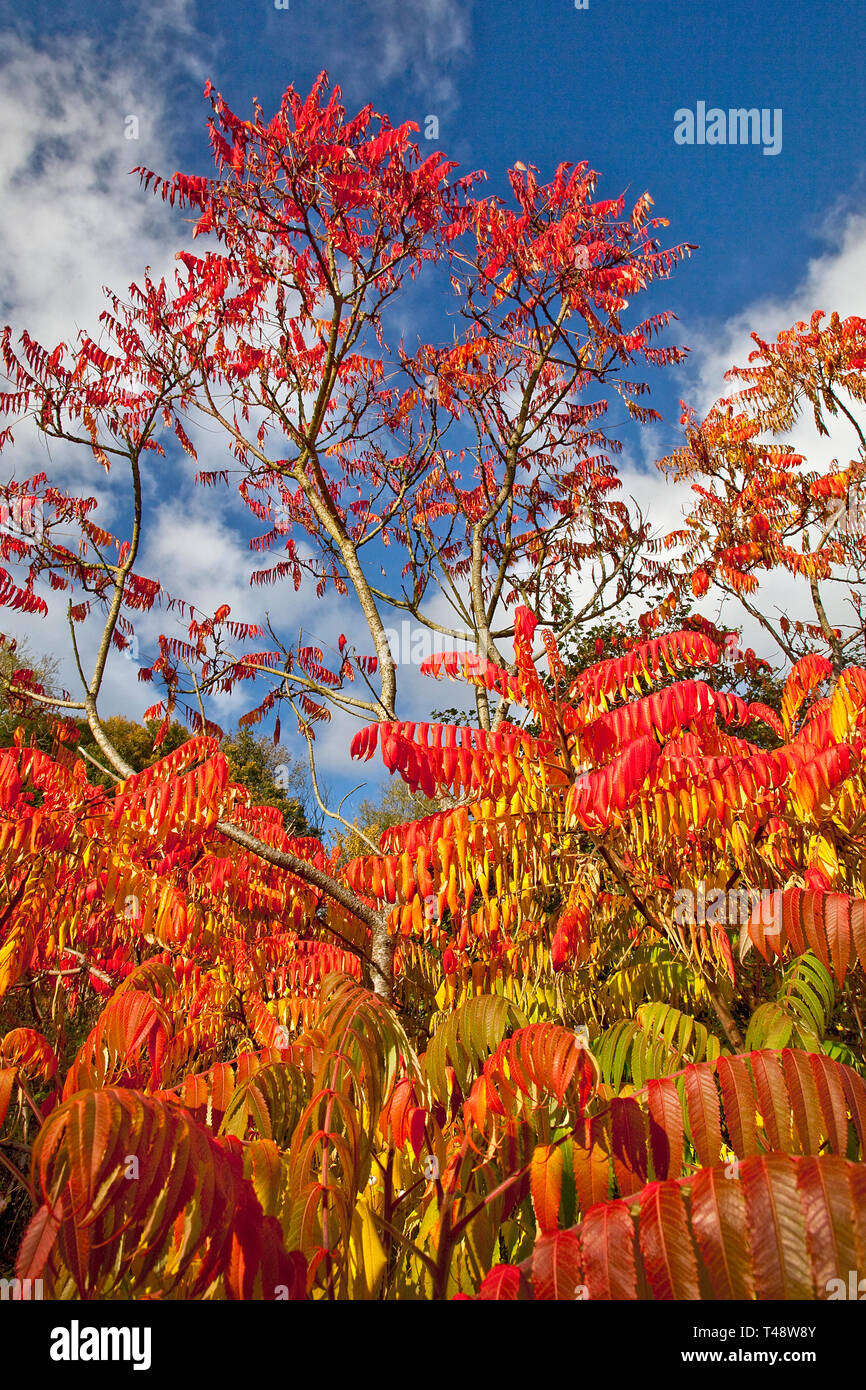 A resplendant Sumac Tree on a sunny day in Autumn - Dorset UK. Stock Photo