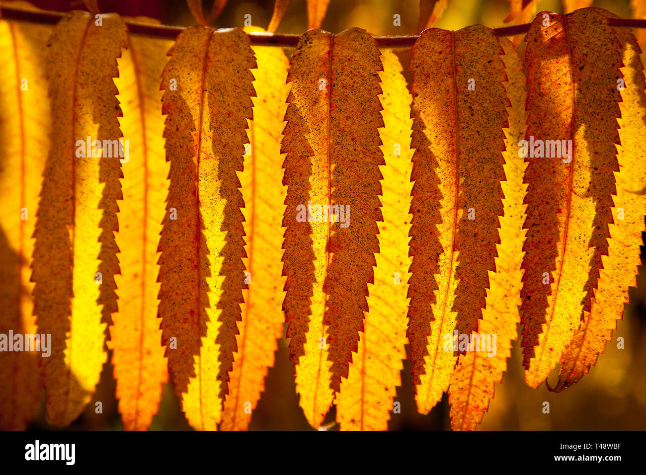 Delicate silhouettes of plants in hi-res stock photography and images ...