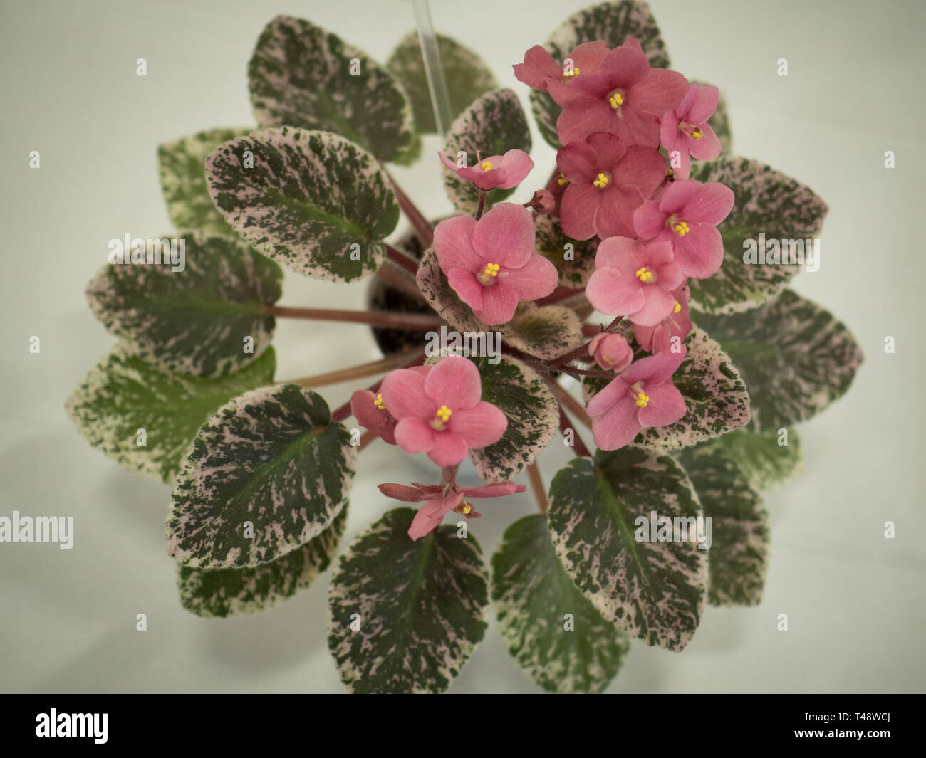 A closeup image of exotic African violets Stock Photo Alamy