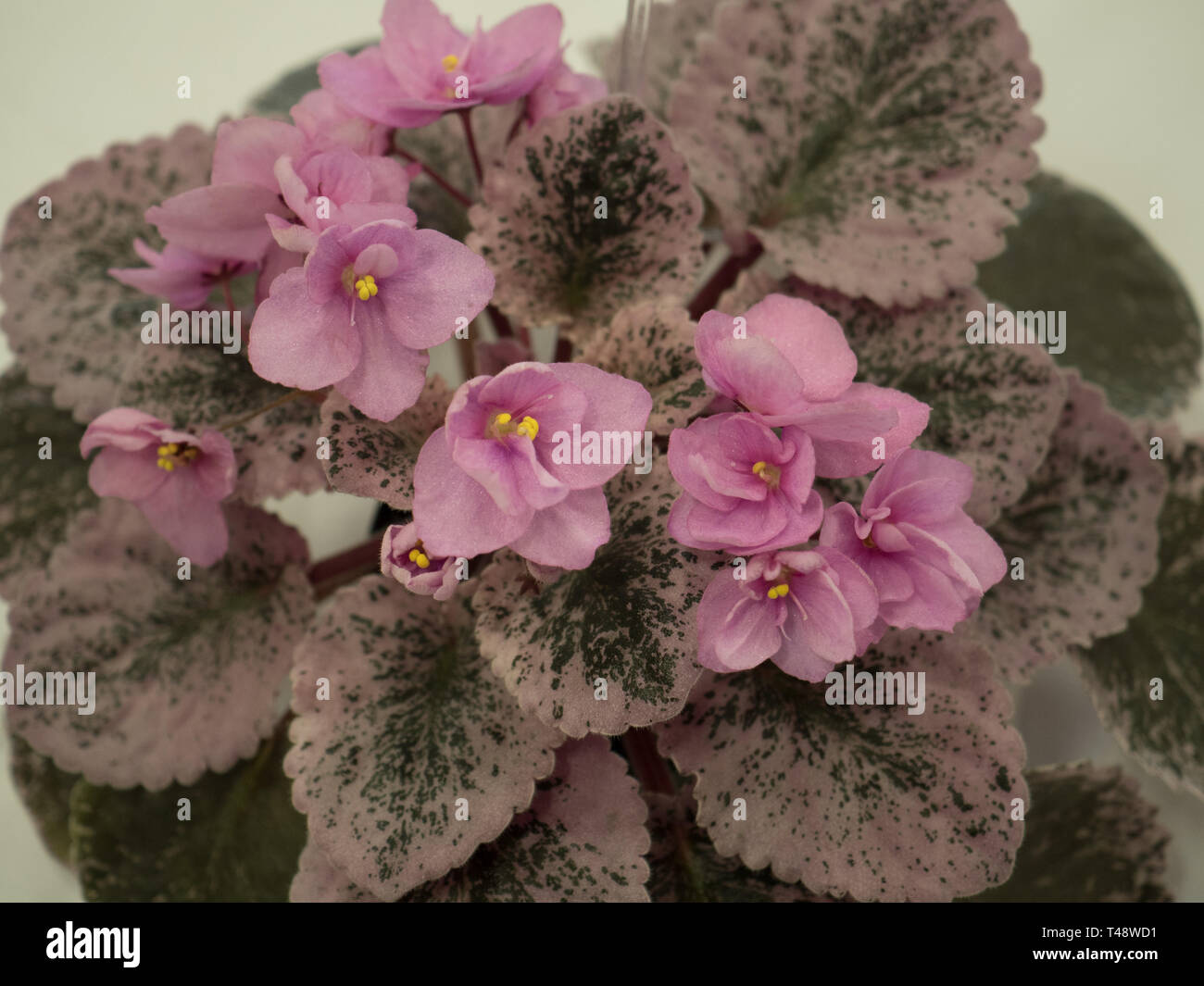 A closeup image of exotic African violets Stock Photo