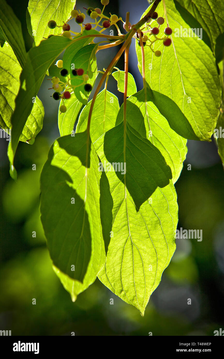 Back-lit Dogwood or Pagoda Tree leaves with berries - larmer tree gardens, wiltshire. with Release. Stock Photo