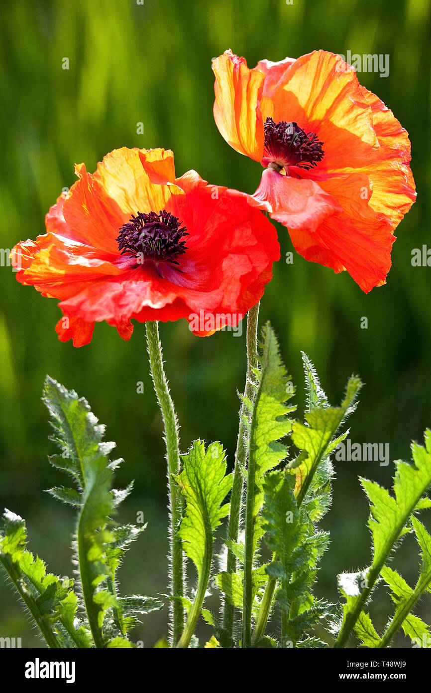 Red oriental poppies, sun back-lit, with valarian leaves in background Stock Photo