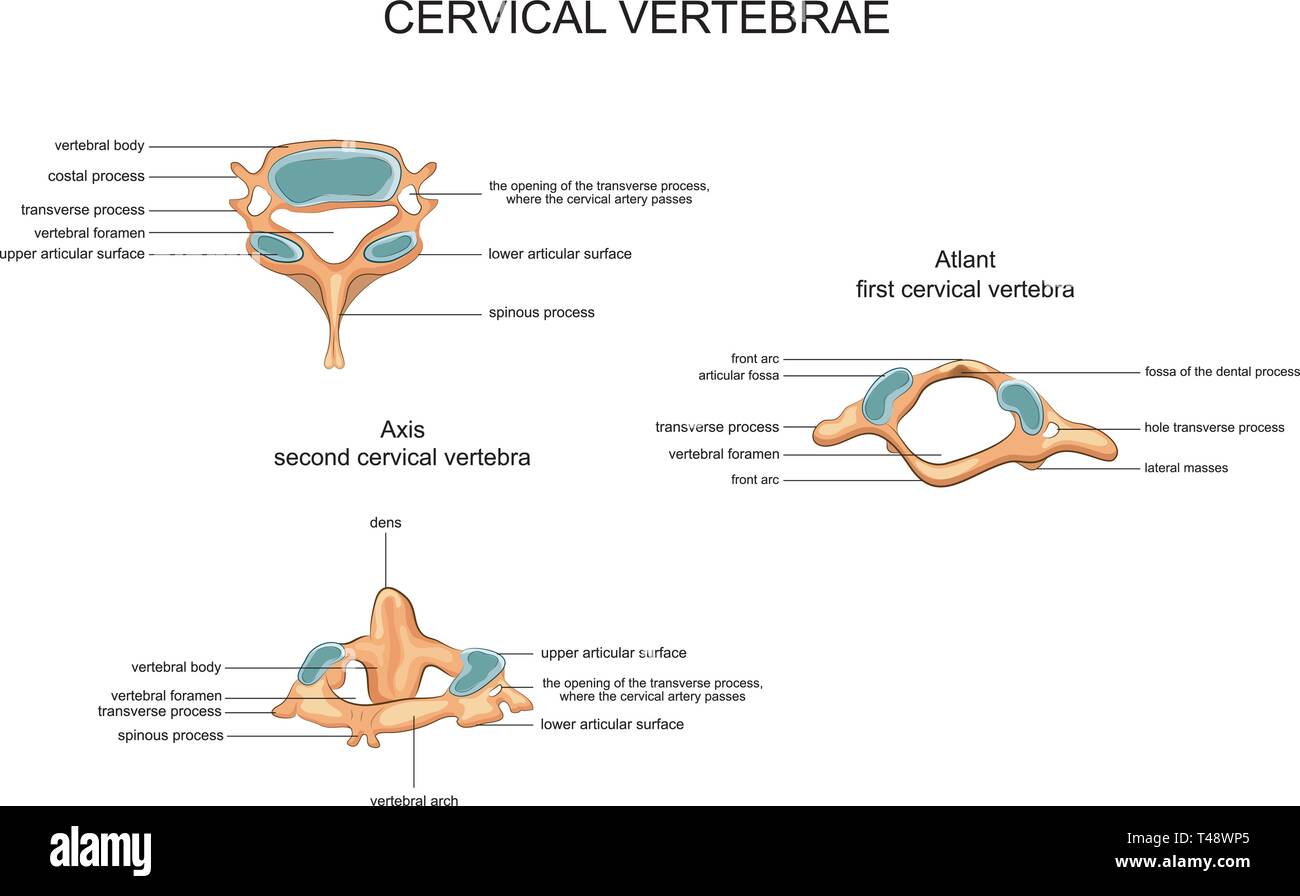 vector illustration of anatomy of cervical vertebrae Stock Vector