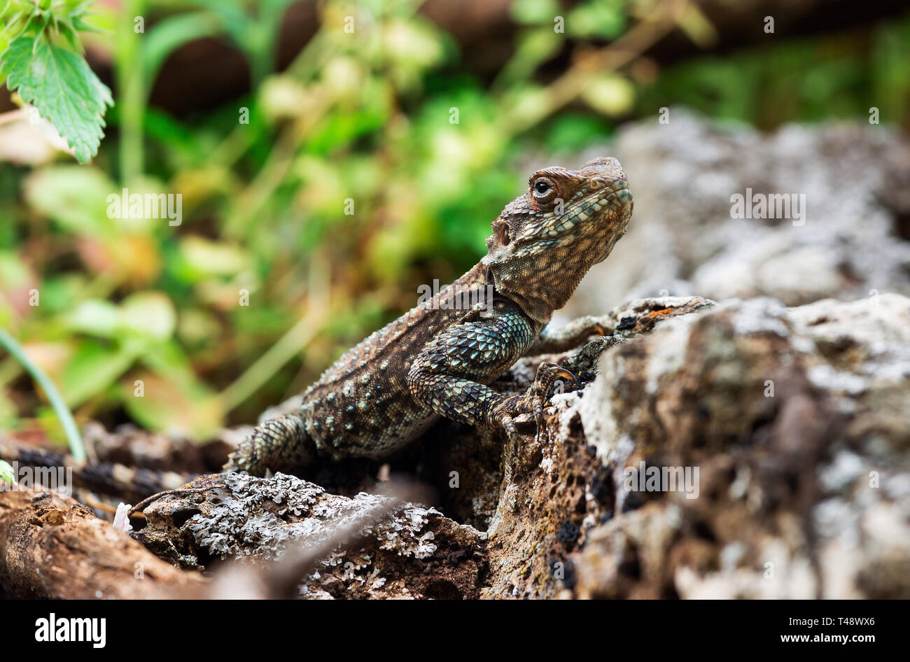 beautiful lizard on stone close up Stock Photo