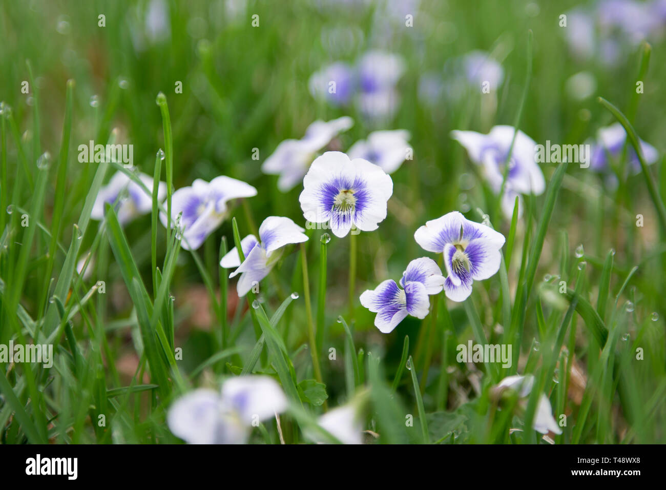Field of Violets After a Rain Stock Photo