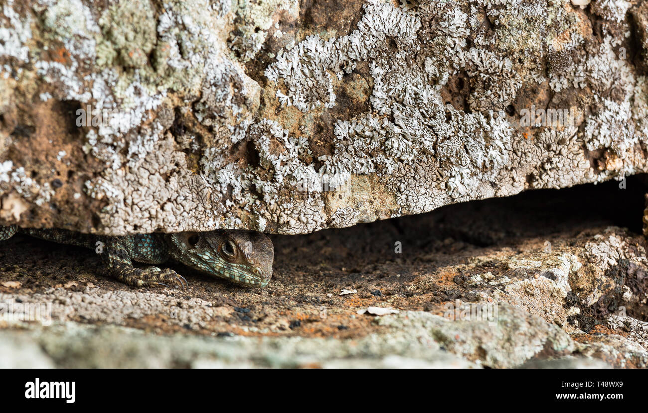 beautiful lizard on stone close up Stock Photo