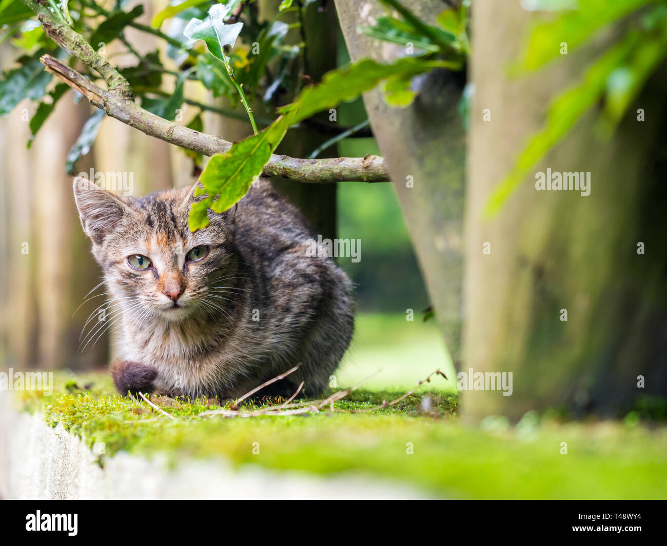 Stray kitten in Madeira island, Portugal. Stock Photo