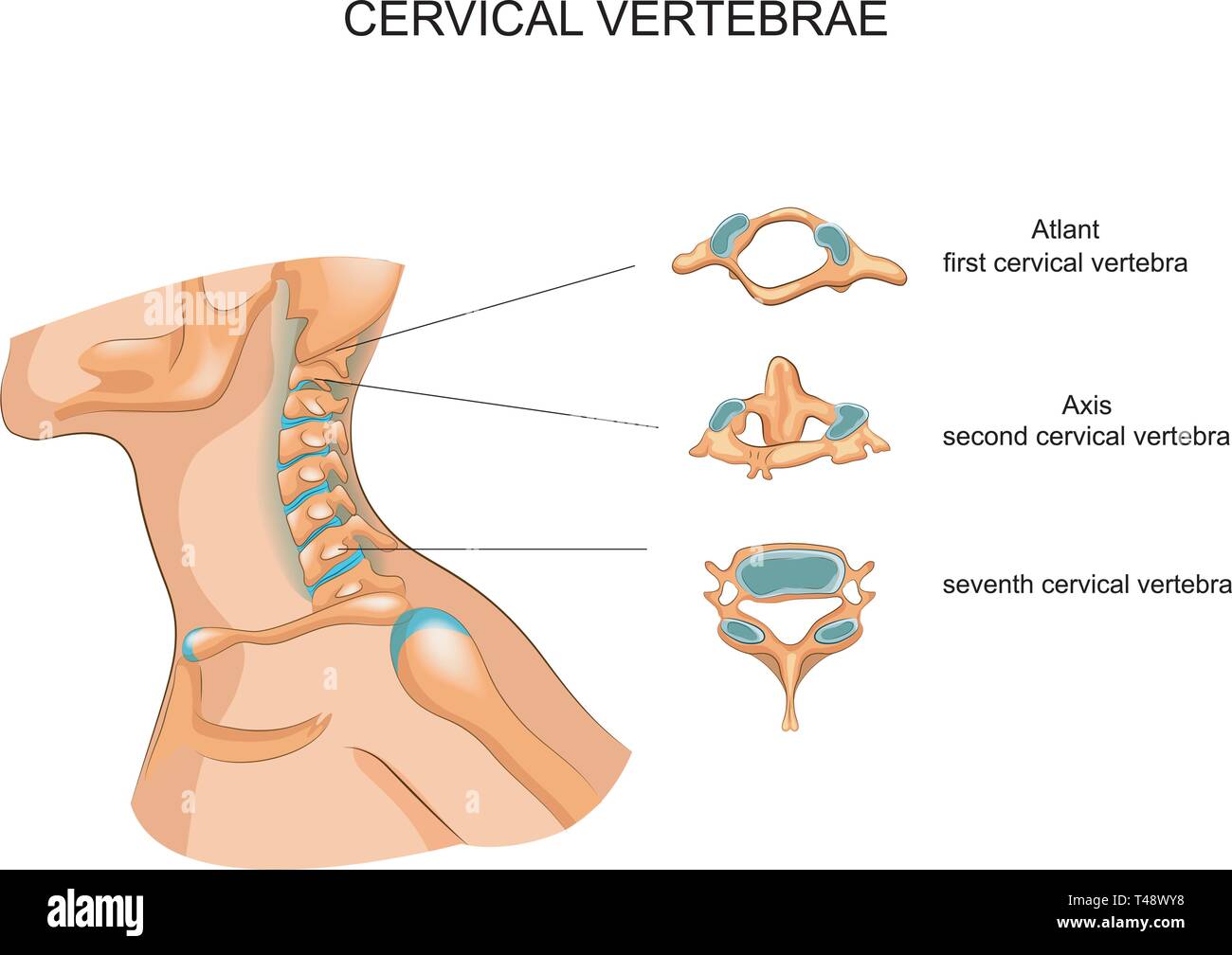 vector illustration of the structure of the cervical vertebrae Stock Vector