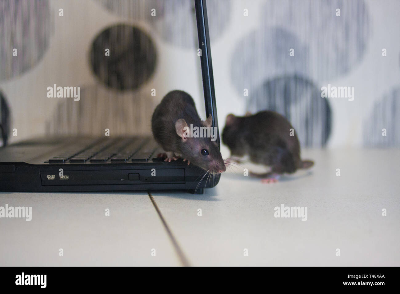 hacker attack. rats are gray on the computer. symbol of 2020. mouse ...