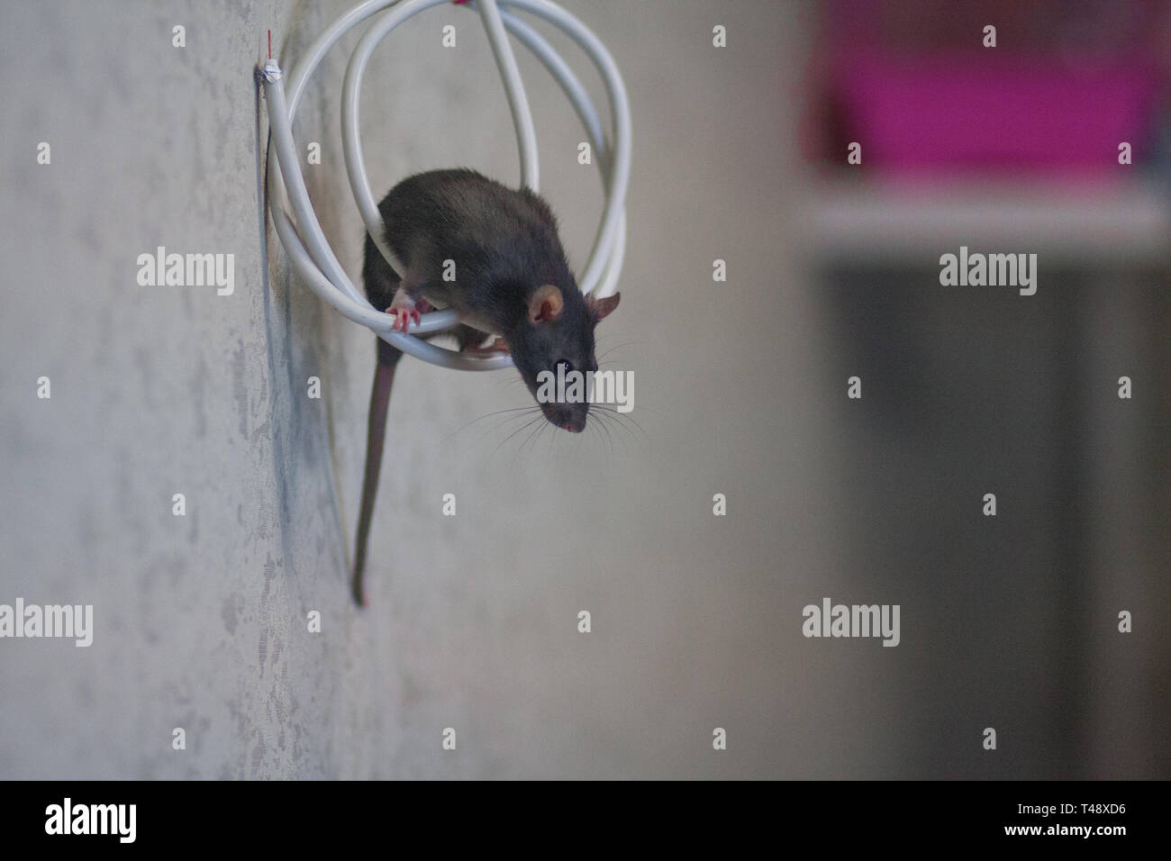 short circuit concept. gray rat clambers vertically along the wire. symbol  of 2020. mouse chinese calendar Stock Photo - Alamy