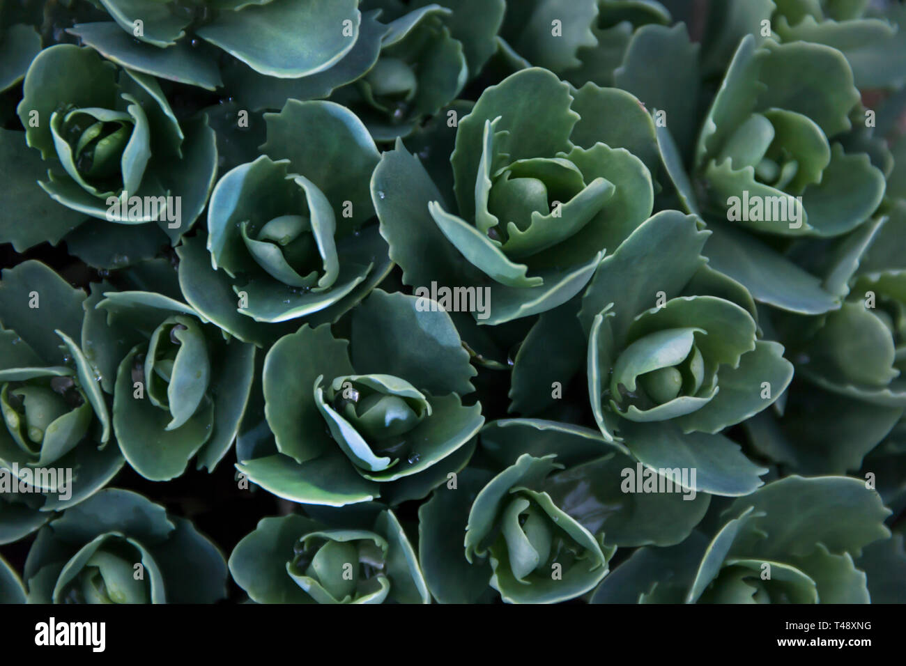 Many green leaves with water drops for background Stock Photo - Alamy