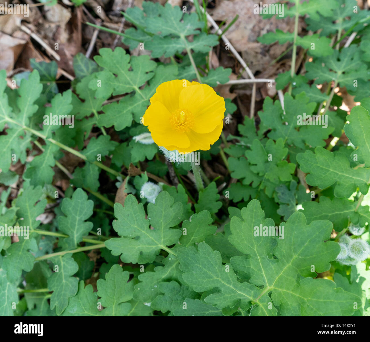 Blooming forest poppy flower Stock Photo Alamy