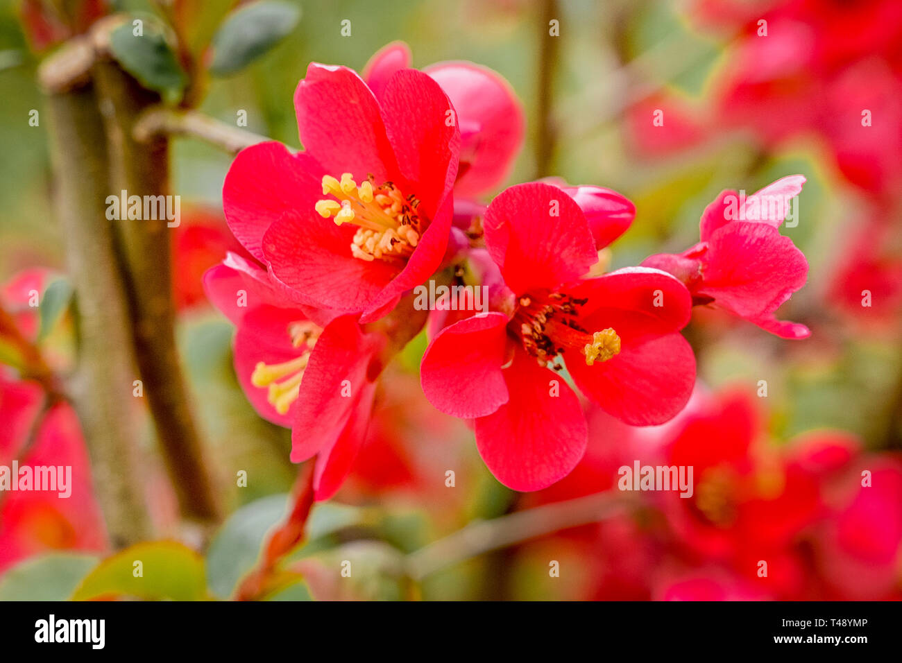 Chaenomeles japonica, Japanese Quince, flowering quince, pink flowers, shrub Stock Photo