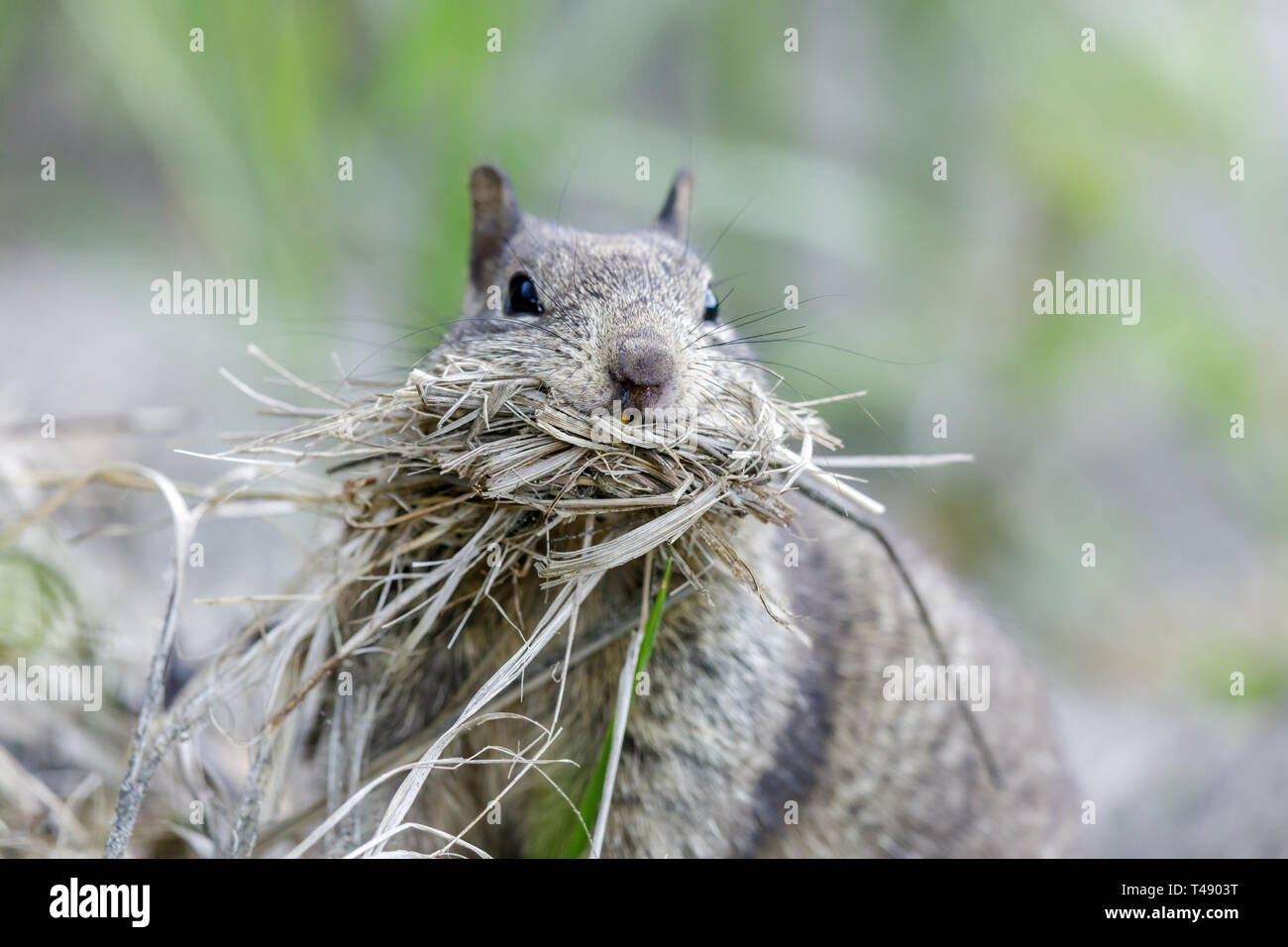 Mouthful California Ground Squirrel (Otospermophilus beecheyi) collecting nest material. Stock Photo