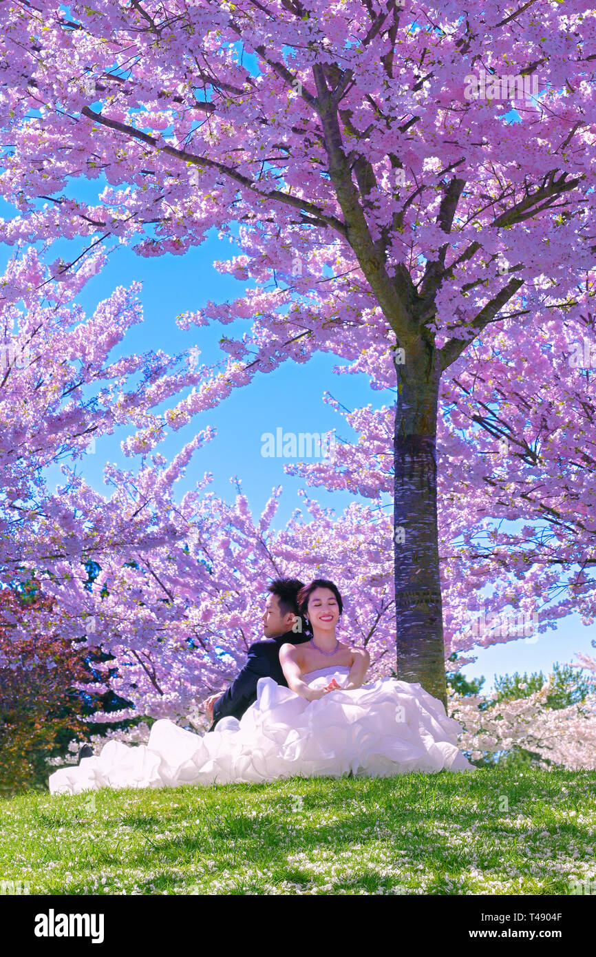 Young Japanese bride groom wedding photos. Posing amidst Cherry blossom trees in bloom. Stock Photo