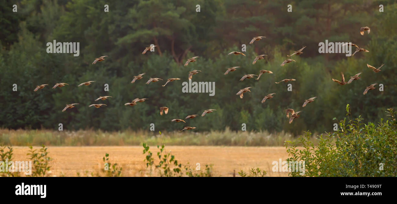 Big flock of Grey Partridges flying over a yellow summer field at the sunset Stock Photo