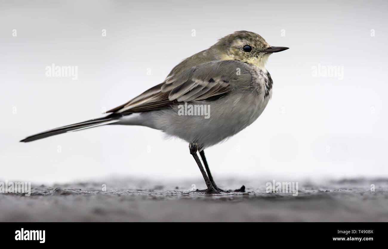 White Wagtail posing in bright high key wearing autumn or winter plumage Stock Photo