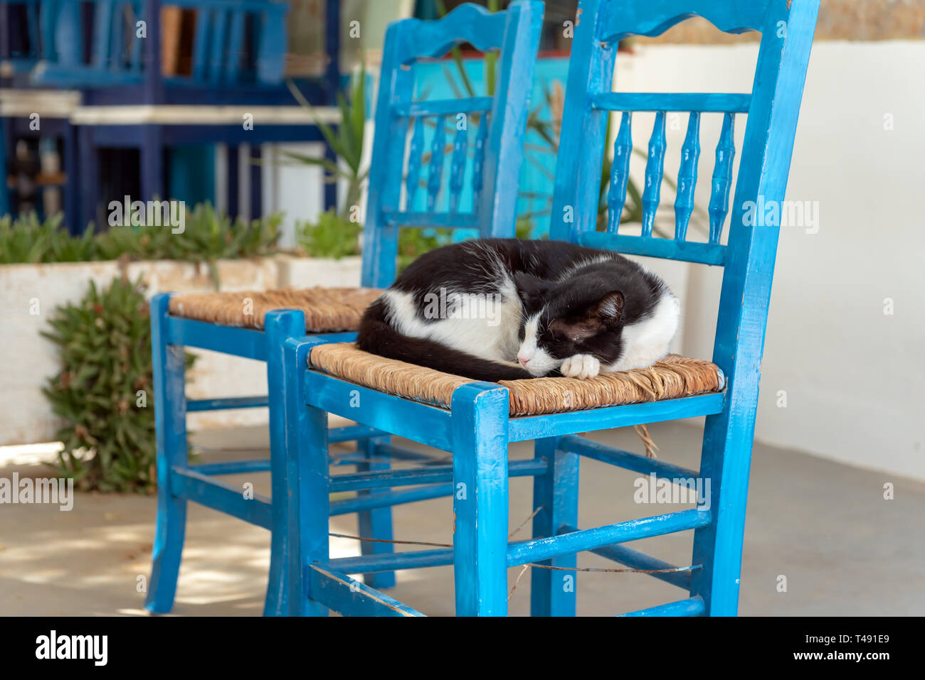 A cat sleeping in a blue chair. Island of Sifnos, Greece Stock Photo