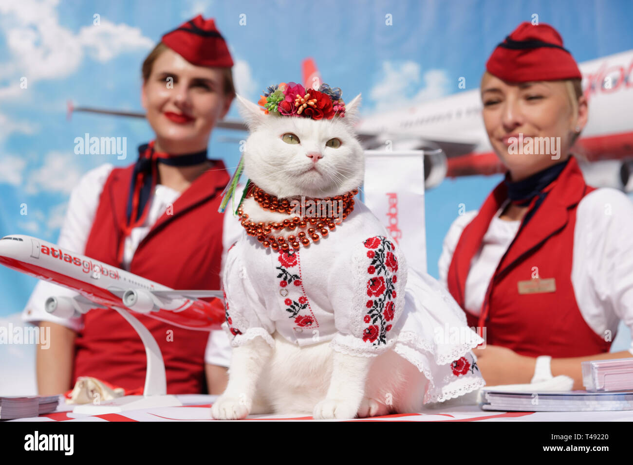 Kiev, Ukraine - October 1, 2016: White cat dressed in Ukrainian national costume and flower headdress in promotion of Turkish air company Atlas Global Stock Photo
