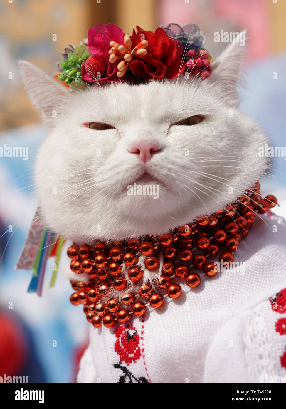 Kiev, Ukraine - October 1, 2016: White cat dressed in Ukrainian national costume and flower headdress in promotion of Turkish air company Atlas Global Stock Photo - Alamy Kiev, Ukraine - October 1, 2016: White cat dressed in Ukrainian national costume and flower headdress in promotion of Turkish air company Atlas Global Stock Photo - Alamy