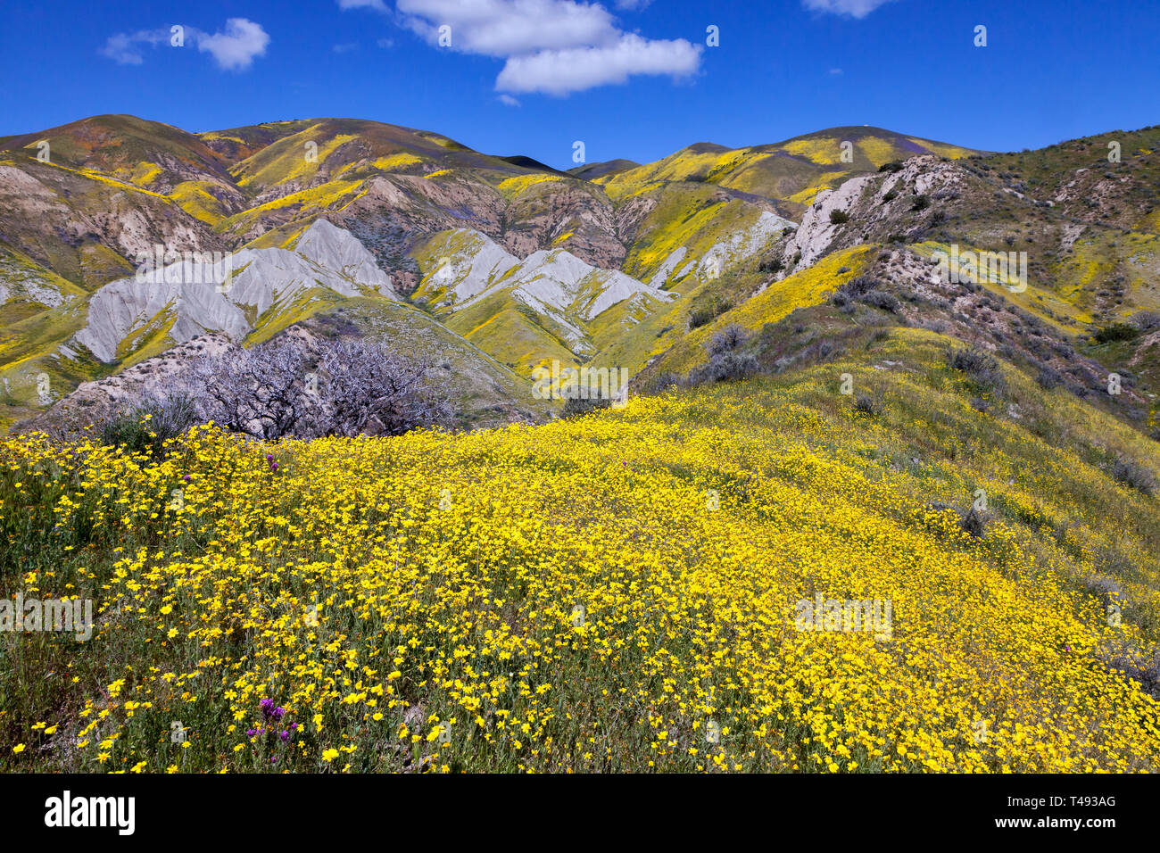 Wildflowers and exposed outcropping on the temblor range at the Carrizo Plain National Monument