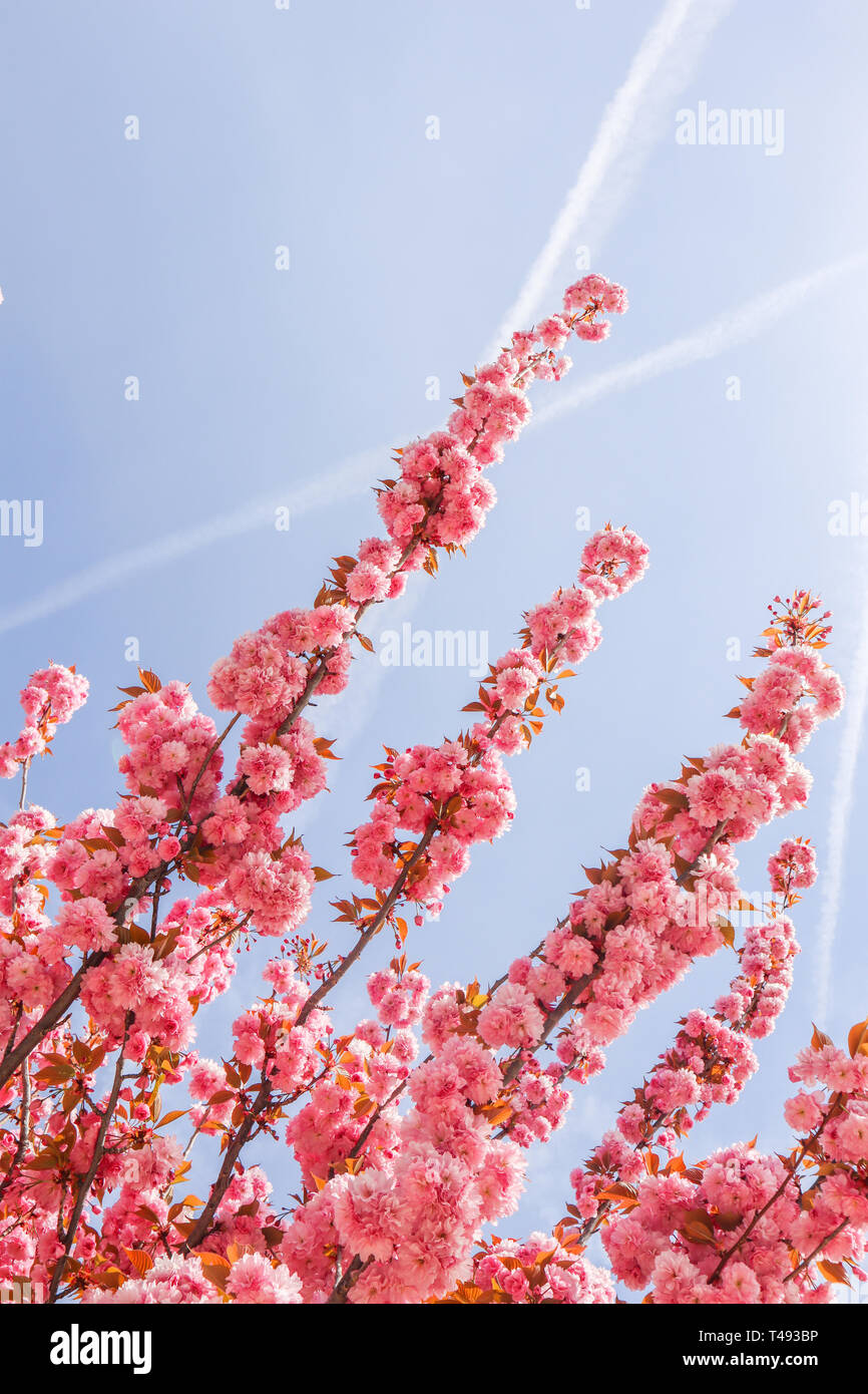 Beautiful sakura or cherry trees with pink flowers in spring Stock ...