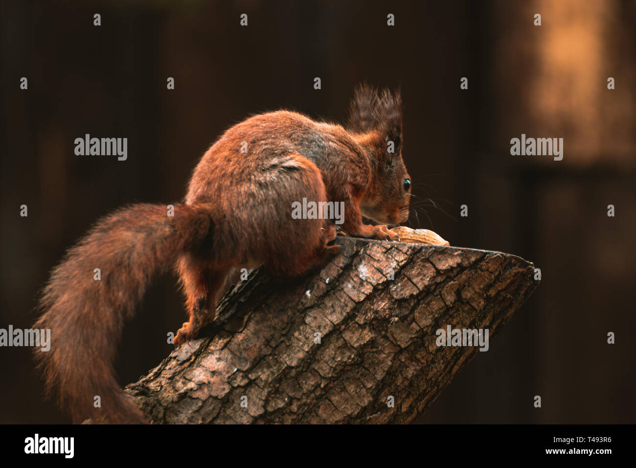 Eurasian red squirrel on a tree stump eating nuts Stock Photo