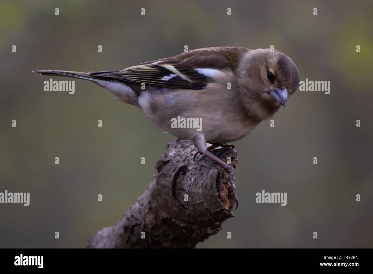 Male chaffinch resting on a branch Stock Photo