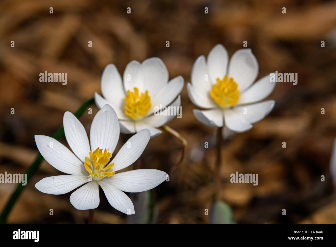 Blood Root blooming in the early morning sun. Sanguinaria canadensis is a perennial, herbaceous flowering plant native to eastern North America. Stock Photo