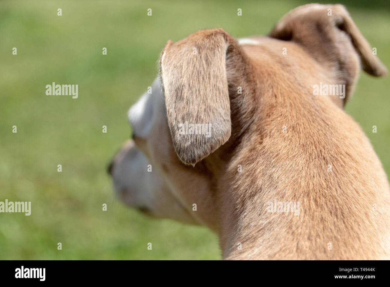 A close up view of the side of an small dogs head that is looking into the distance on the garden Stock Photo