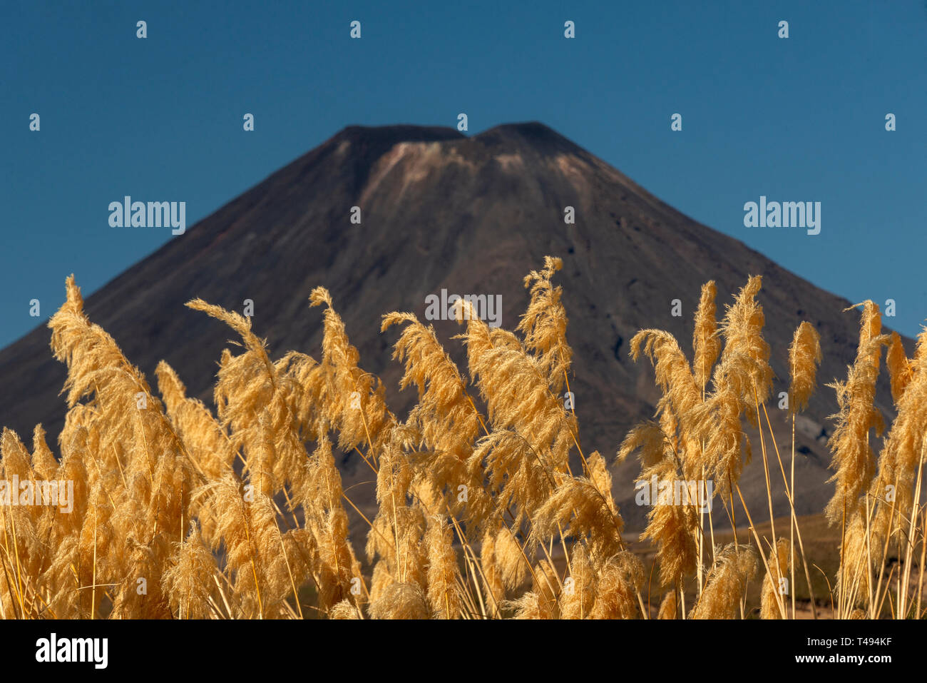 New Zealand native Toetoe grass, with the volcanic cinder cone of Mount Nguaruhoe (Mt Doom in Lord of the Rings) in the background. Stock Photo