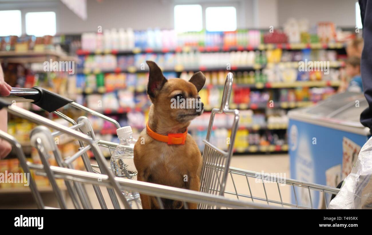 dog grocery store