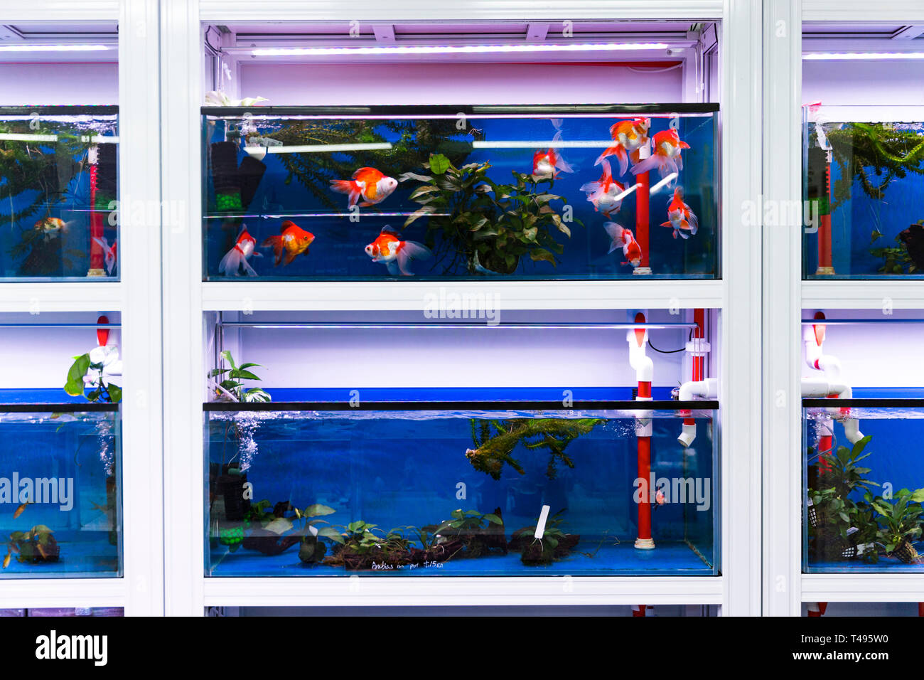 New Ryukin fish tank recently installed in aquarium retail space. Stock Photo