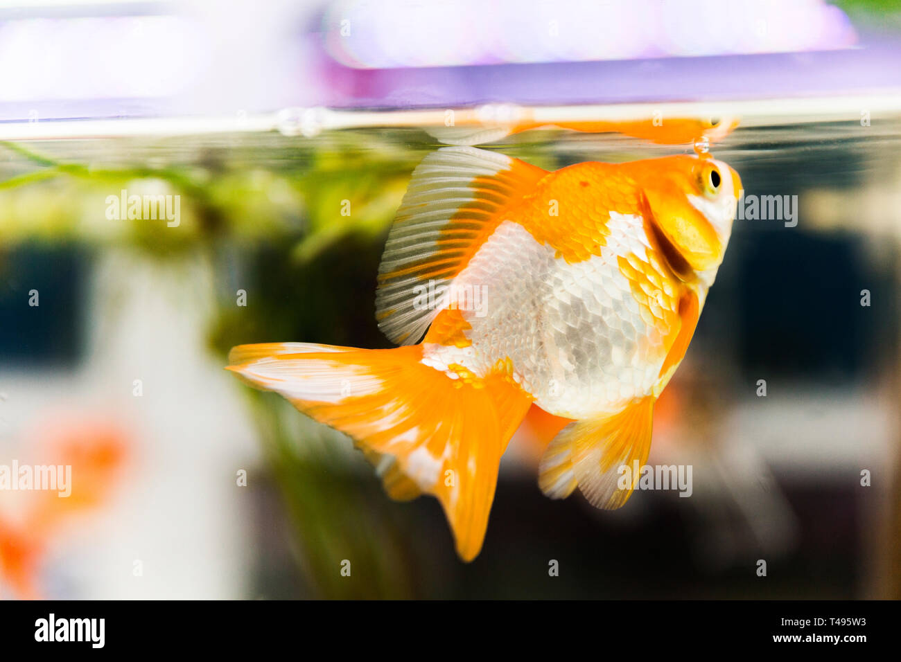 Bright orange fresh water Ryukin fish surfacing in aquarium tank. Stock Photo