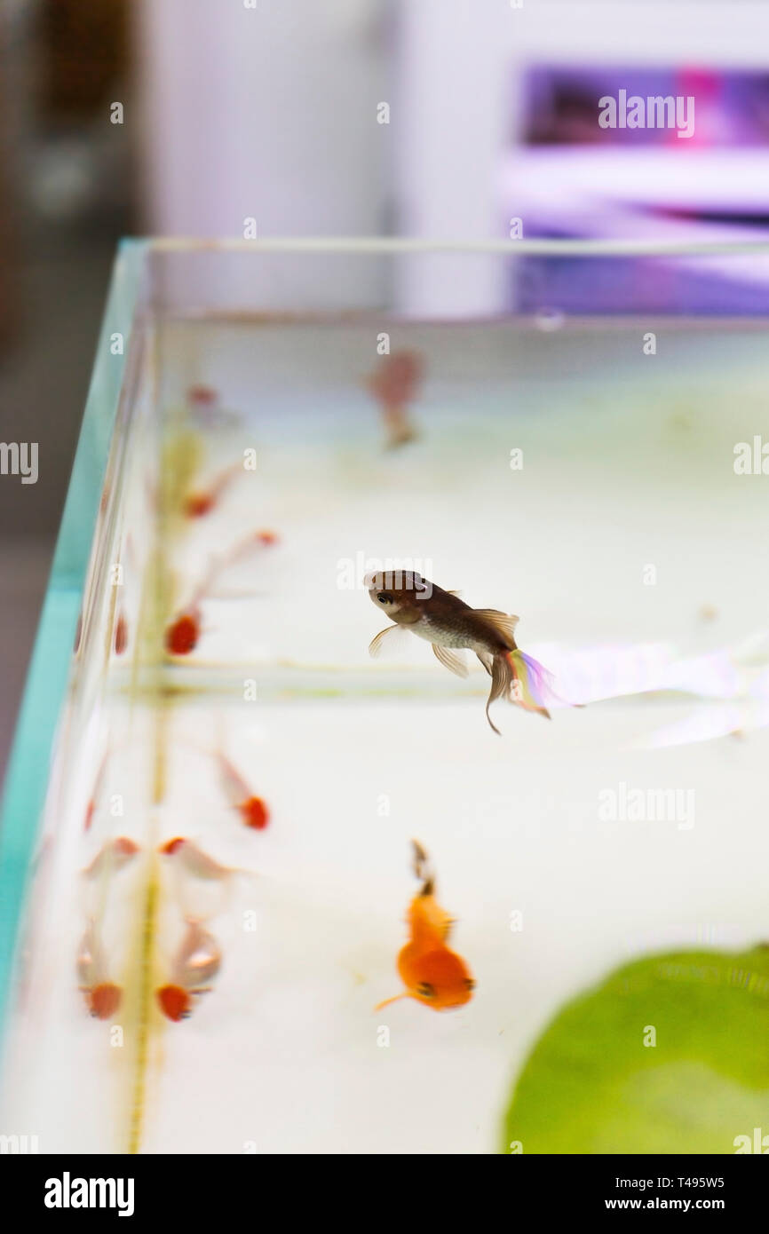 Oranda fish surfacing in fresh water aquarium tank Stock Photo - Alamy