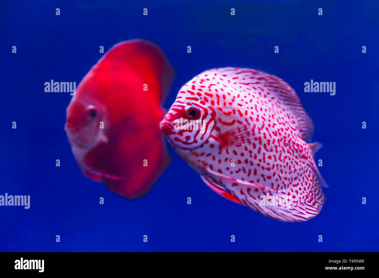Two discus fish floating slowly in new fish tank. Stock Photo