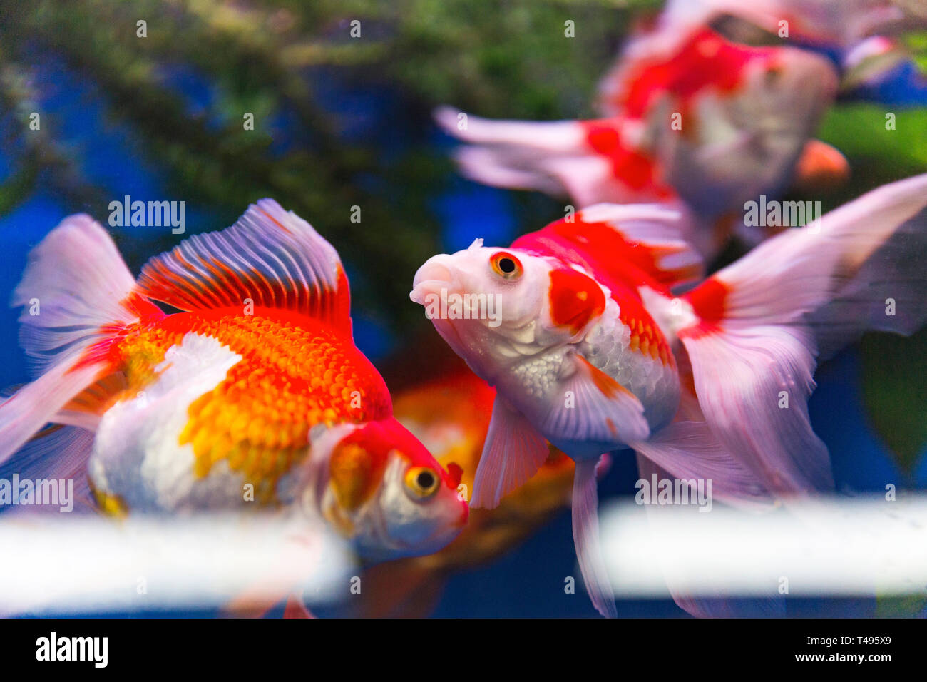 Ryukin fish swimming harmoniously together in aquarium tank. Stock Photo