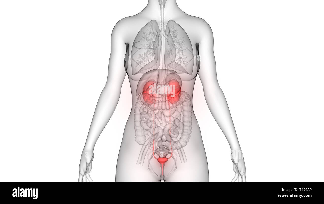 Female Urinary System Kidneys Anatomy Stock Photo