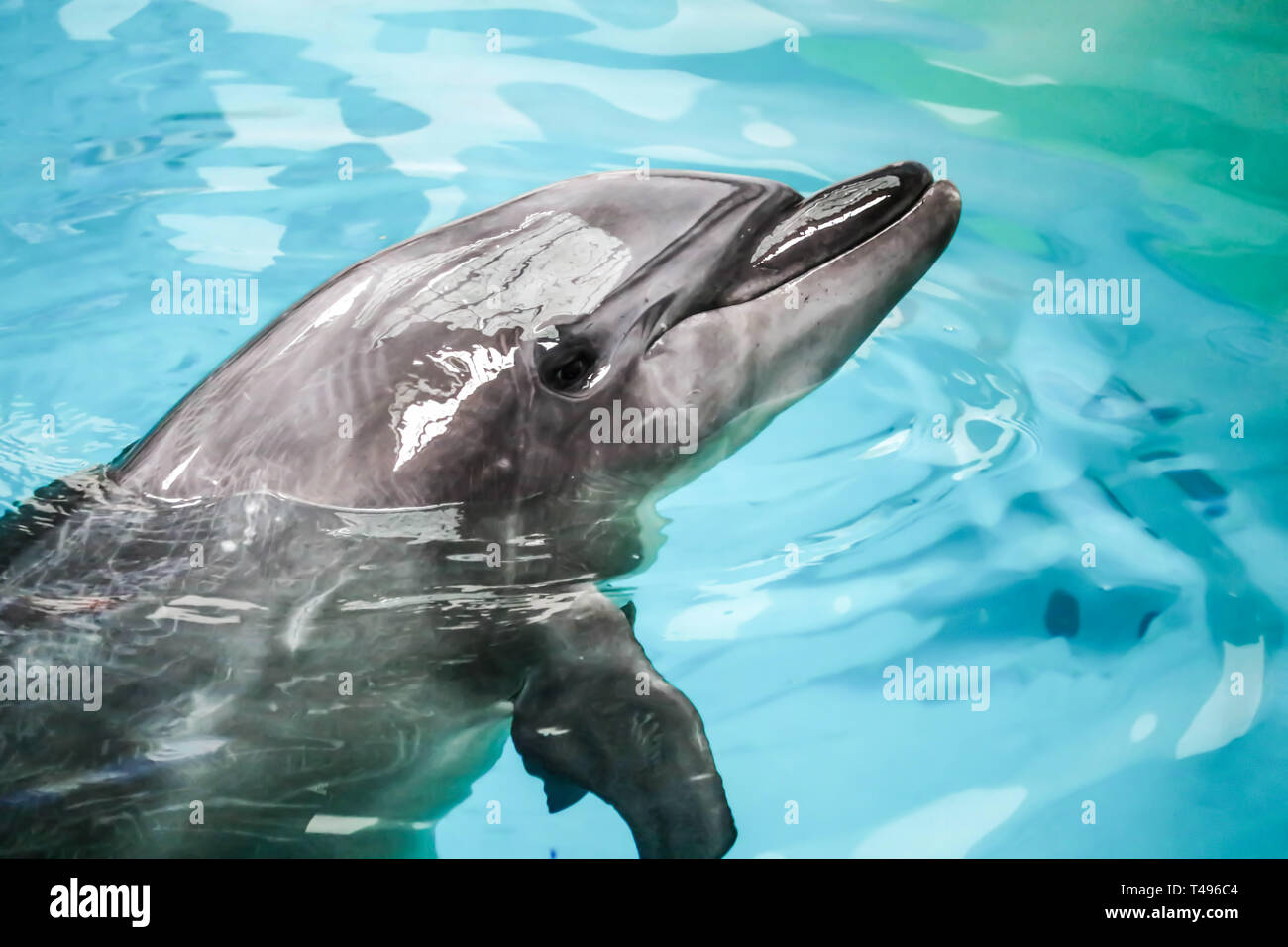 Very cute Dolphin, they are very intelligent and kind animals. Stock Photo