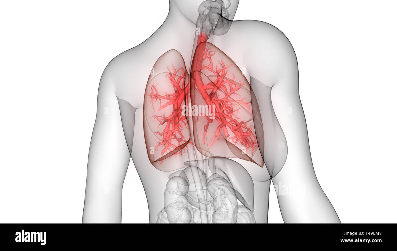 Female Internal Organs Respiratory System Lungs Anatomy Stock Photo