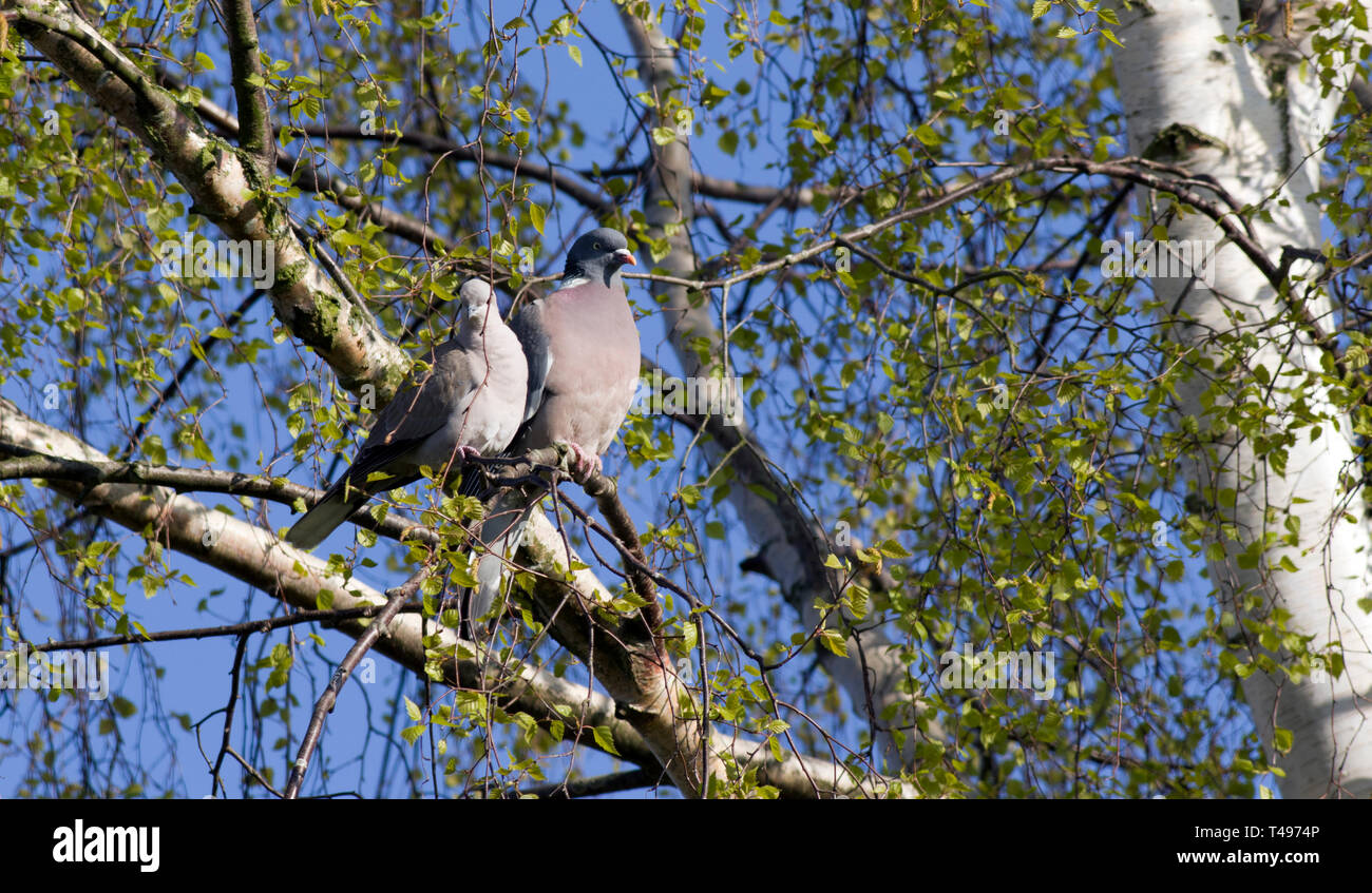 Woodpigeon and Collared Dove Stock Photo